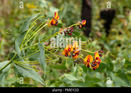 Chorizema cordatum, coeur feuilles de pois de flamme Banque D'Images