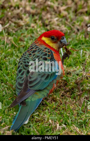 Western Rosella Platycercus icterotis, à Bridgetown, WA, Australie Banque D'Images