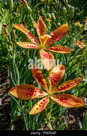 Belamcanda chinensis ou Iris domestica connu sous le nom de leopard lily, Lily, blackberry et fleur léopard Banque D'Images