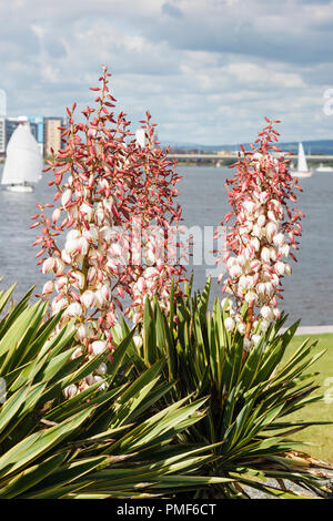 Yucca Gloriosa 'Variegata' ou 'Aureovariegata' syn espagnol panaché floraison de la dague en plein air à la fin de l'été. La baie de Cardiff Glamorgan Wales UK Banque D'Images