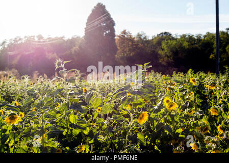 Champ de tournesols Banque D'Images