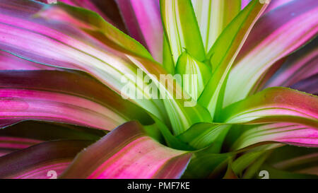 Détail de soupe de couleur tricolore. Cette plante peut être utilisée comme centre d'un jardin Banque D'Images