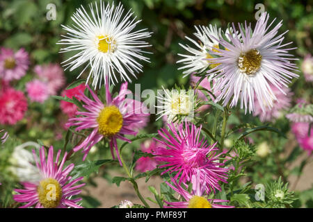 Aiguille d'Aster de Chine Callistephus chinensis Asters Banque D'Images