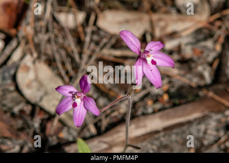 Caladenia latifolia, Pink Fairy Orchids Banque D'Images