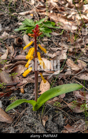 Lachenalia aloides, Fleur d'Opale Banque D'Images