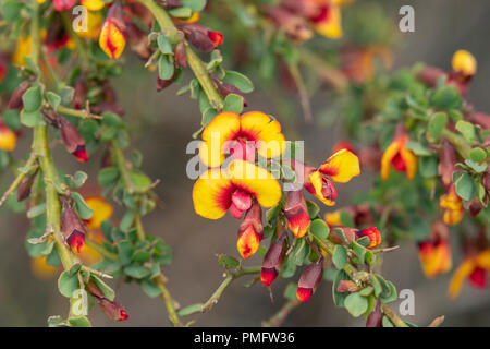 Bossiaea Bossiaea cordigera, nerveux Banque D'Images