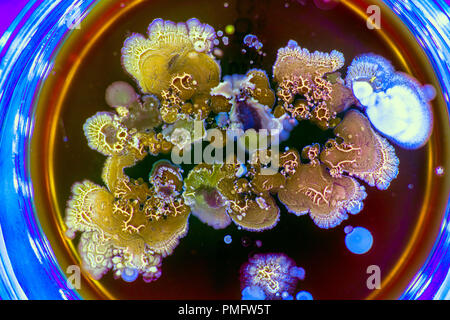 La moisissure dans la boîte de Pétri Banque D'Images