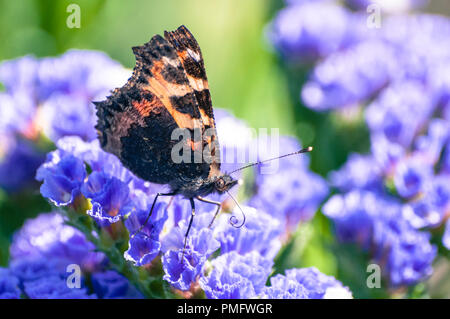 Petite écaille de percher sur purple wildflower Banque D'Images