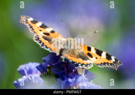 Petite écaille de percher sur purple wildflower Banque D'Images