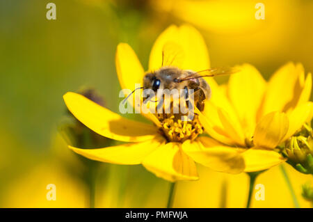 Close-up of bee de boire le nectar des fleurs sauvages jaune on meadow Banque D'Images