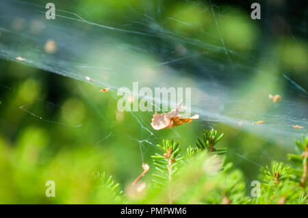 Extreme close-up of spider web tendue sur les végétaux Banque D'Images