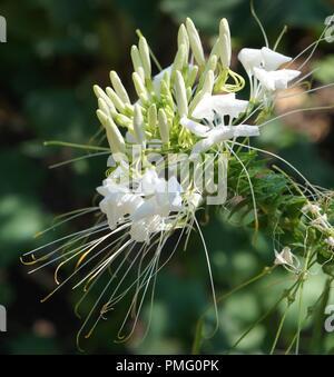 Fleur blanche de Cleome hassleriana, araignée fleur, plante araignée rose, grand-père, Queen's Whiskers, Capparaceae, Cleomaceae Banque D'Images