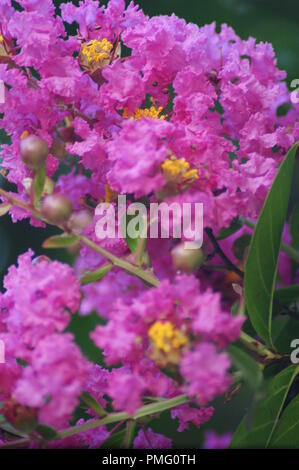 Gros plan d'une fleur rose de Lythraceae Lagerstroemia indica lilas des Indes, lilas d'été, myrte de crêpe, close-up d'une fleur rose de crape myrtle, Banque D'Images