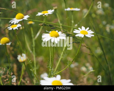 Blooming daisies oxey dans un champ Banque D'Images