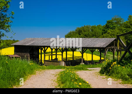 Un chemin menant à une ancienne grange en bois et une belle floraison jaune champ de canola peut être vu à travers elle avec un ciel bleu en arrière-plan ; quelque part dans... Banque D'Images