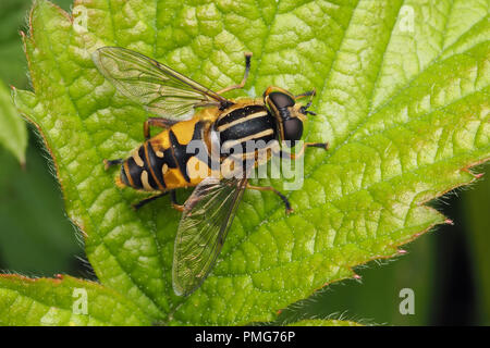 Helophilus pendulus hoverfly. Vue dorsale du spécimen sur bramble feuille. Tipperary, Irlande Banque D'Images