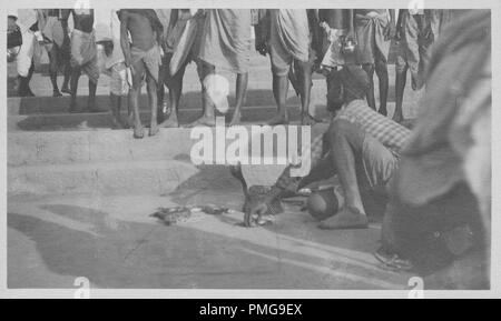 Photographie en noir et blanc sur papier cartonné, avec une image, tourné à partir d'un angle faible, d'un homme charmeur de serpent, vêtu d'un kurta vérifié, qui s'accroupit au-dessus de toucher le corps enroulé d'un serpent, qui s'élève et s'étend d'un capot avec le dhoti-clad jambes de plusieurs spectateurs visible à l'arrière-plan, probablement perçus comme un souvenir touristique lors d'un voyage en Asie du Sud (Inde), 1910 probablement. () Banque D'Images