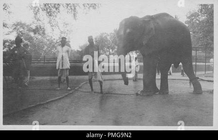 Photographie en noir et blanc sur papier cartonné, avec une image, tourné à partir d'un angle légèrement faible, de plusieurs hommes vêtus de dhoti, debout dans une semi-asphaltée, près d'un grand éléphant, qui est lié par des chaînes fixées à chaque patte avant droite et arrière gauche-jambe, avec un mur bas et arbres en arrière-plan, probablement perçus comme un souvenir touristique lors d'un voyage en Asie du Sud (Inde), 1910 probablement. () Banque D'Images