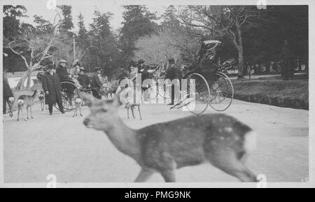 Photographie en noir et blanc sur papier cartonné, d'un cadre semblable à un parc (probablement Nara Park) avec le cerf à l'avant-plan, et une variété de passagers de pousse-pousse (porter des vêtements de style Victorien) et les opérateurs, s'est arrêté sur un chemin au plan intermédiaire, avec des arbres en arrière-plan, probablement perçus comme un souvenir touristique lors d'un voyage au Japon, 1910. () Banque D'Images