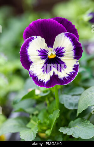 Close up de violet et blanc Matrice Pansy la floraison dans un jardin anglais Banque D'Images