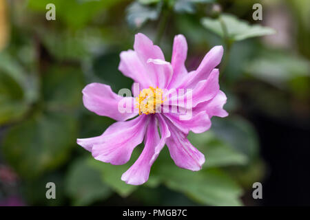 Close up of Anemone hupehensis Prinz Heinrich floraison dans un jardin anglais Banque D'Images