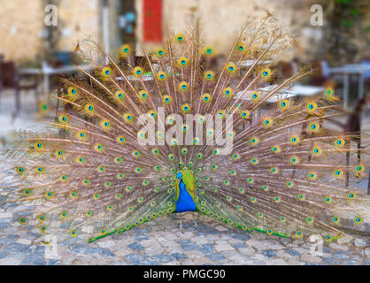 Peacock dans le Castelo de Sao Jorge, quartier Castelo, Lisbonne, Portugal Banque D'Images