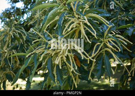 Castanea sativa blossom Banque D'Images