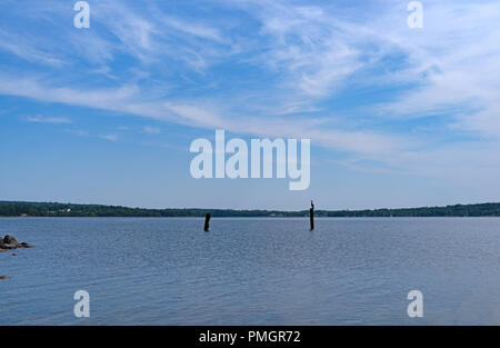Aperçu de l'ensemble des port de Stockton Stockton Springs, Maine, à l'été avec ciel bleu et fins nuages au-dessus et un cormoran assis sur un pieux en bois. Banque D'Images