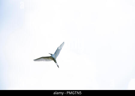 Aigrette garzette (Egretta) garrzetta avec ailes déployées comme un ange Banque D'Images