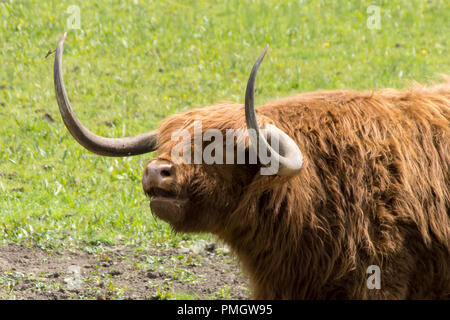 Highland cattle, ou Bos taurus, appelant dans un champ près de la rivière Stort en Hertfordshire, très encore dans leur manteau épais dans la chaleur de l'été. Banque D'Images