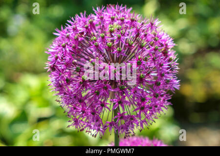 Une seule fleur d'allium rose Banque D'Images