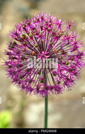 Une seule fleur d'allium rose Banque D'Images