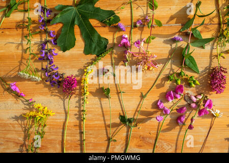 Au début de l'été et le bord de champ bocage fleurs sauvages dans un arrangement de mise à plat sur une table en bois. Banque D'Images