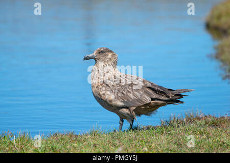 Grand Labbe Stercorarius skua (Bonxie). Hermaness, Shetland, UK Banque D'Images