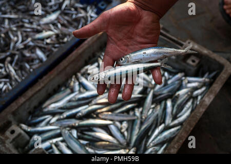 (180918) -- Gaza, 18 septembre 2018 (Xinhua) -- Un pêcheur palestinien affiche ses prises au port maritime de Gaza, dans la ville de Gaza, le 17 septembre, 2018. Pour aller avec fonctionnalité : les pêcheurs de Gaza luttent pour survivre au milieu d'Israël les restrictions maritimes (Xinhua/Stringer) (côté droit) Banque D'Images