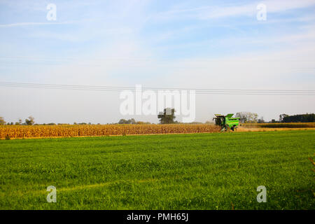 La Pologne, la Mazovie, Septembre 18th, 2018 : la récolte de maïs a commencé en Mazovie. ©Madeleine Ratz/Alamy Live News Banque D'Images