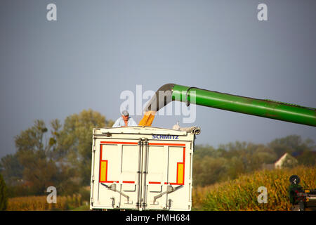 La Pologne, la Mazovie, Septembre 18th, 2018 : la récolte de maïs a commencé en Mazovie. ©Madeleine Ratz/Alamy Live News Banque D'Images