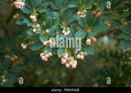 Enkianthus campanulatus Banque D'Images