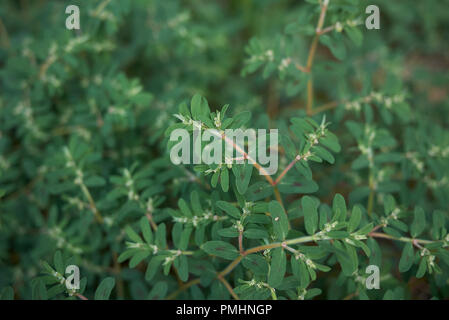 Euphorbia maculata close up Banque D'Images