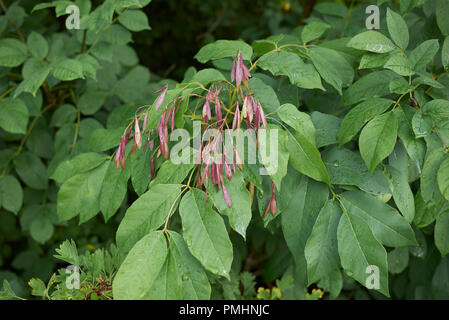 Fraxinus ornus branche avec fruits Banque D'Images