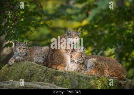 Le Lynx d'Eurasie, Lynx lynx, trois chatons, Germany, Europe Banque D'Images