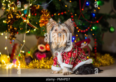 Chien Yorkshire Terrier dans un costume à carreaux se repose sur un arbre de Noël fond garland Banque D'Images