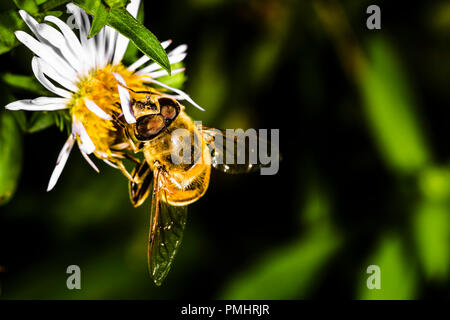 Abeille pollinise Erigeron fleurs dans le jardin botanique, le contexte macro photo Banque D'Images