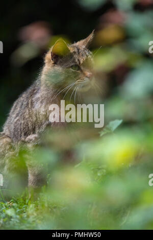 Chat sauvage, Felis silvestris, Tomcat portrait, Allemagne Banque D'Images