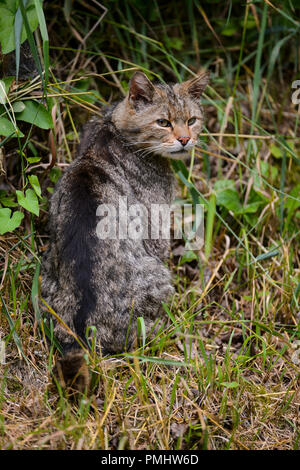 Chat sauvage, Felis silvestris, Tomcat, Allemagne Banque D'Images