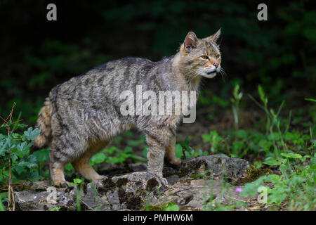 Chat sauvage, Felis silvestris, Tomcat, Allemagne Banque D'Images