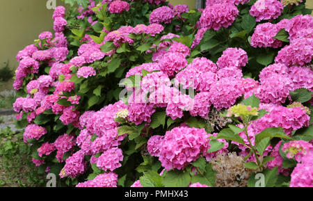 Beaux hortensias fuchsia géant dans un jardin fleuri Photo Stock - Alamy