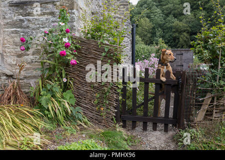 Un berger de Nouvelle-Zélande se dresse sur ses pattes de derrière à la porte à l'extérieur d'un vieux cottage anglais, le 10 septembre 2018, près de Lingen, Herefordshire, Angleterre, Royaume-Uni. Banque D'Images