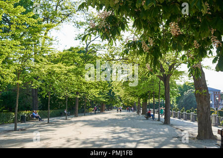 Sentier avec allée de châtaigniers en fleurs dans le parc de la ville avec des bancs Banque D'Images