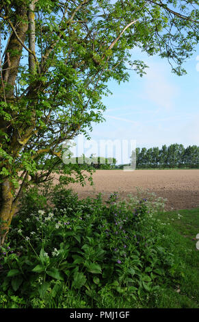 Symphytum officinale Consoude, commun, et cow parsley, Anthriscus sylvestris en marge d'un champ Banque D'Images